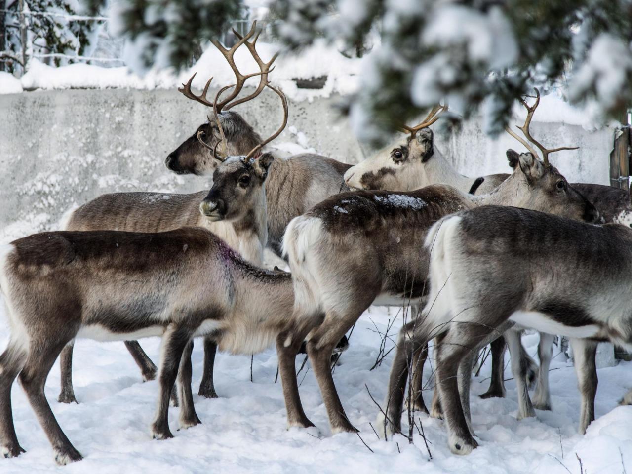 After-flight banquet: Research indicates that reindeer eyesight developed to detect preferred nourishment.