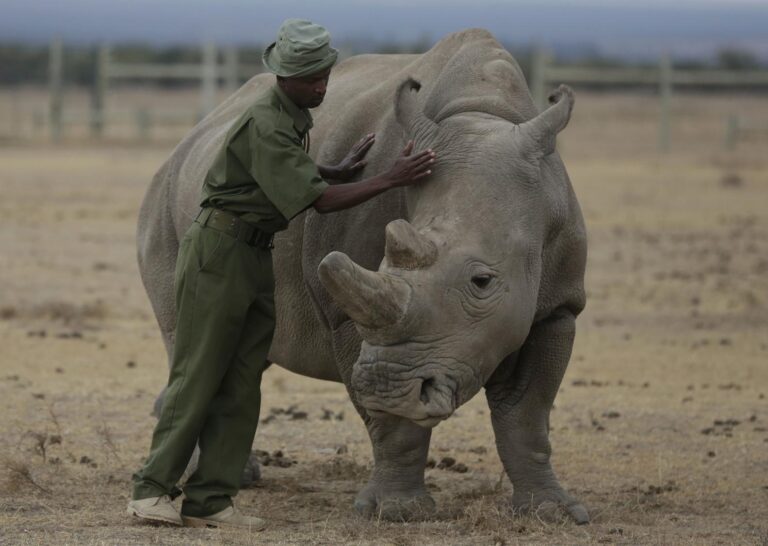 A rhinoceros successfully conceived through embryo transfer, potentially aiding in the preservation of a critically endangered subspecies.