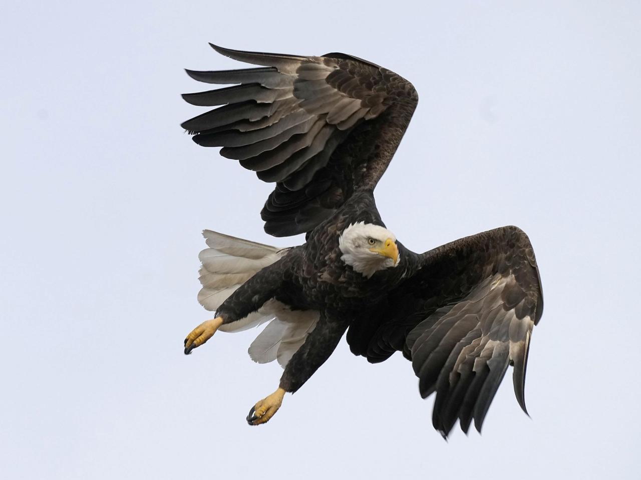 An arrest warrant has been issued for a man from Montana who is accused of causing the deaths of numerous birds, including eagles.