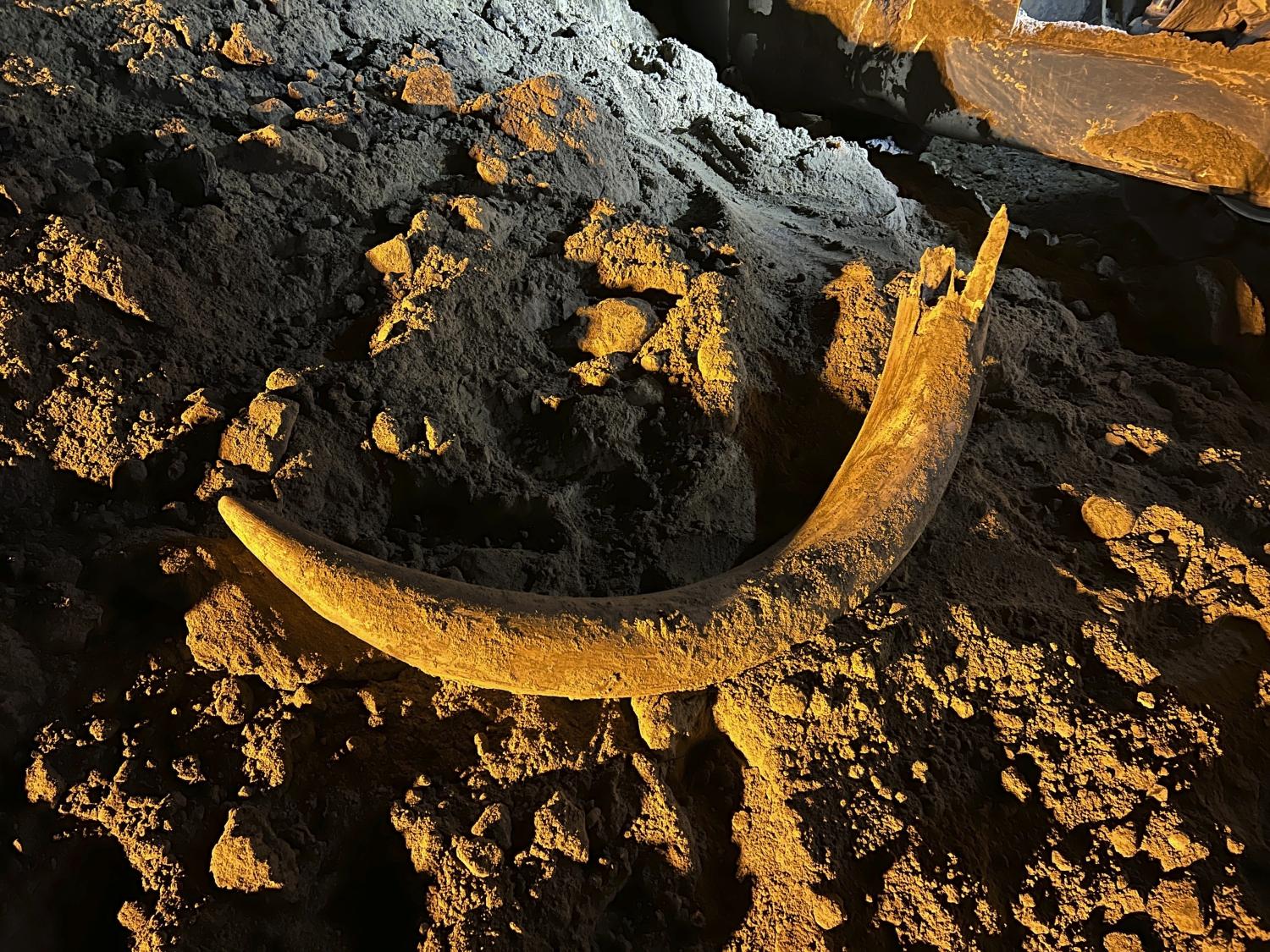 In North Dakota, coal miners discovered a mammoth tusk buried underground for thousands of years.