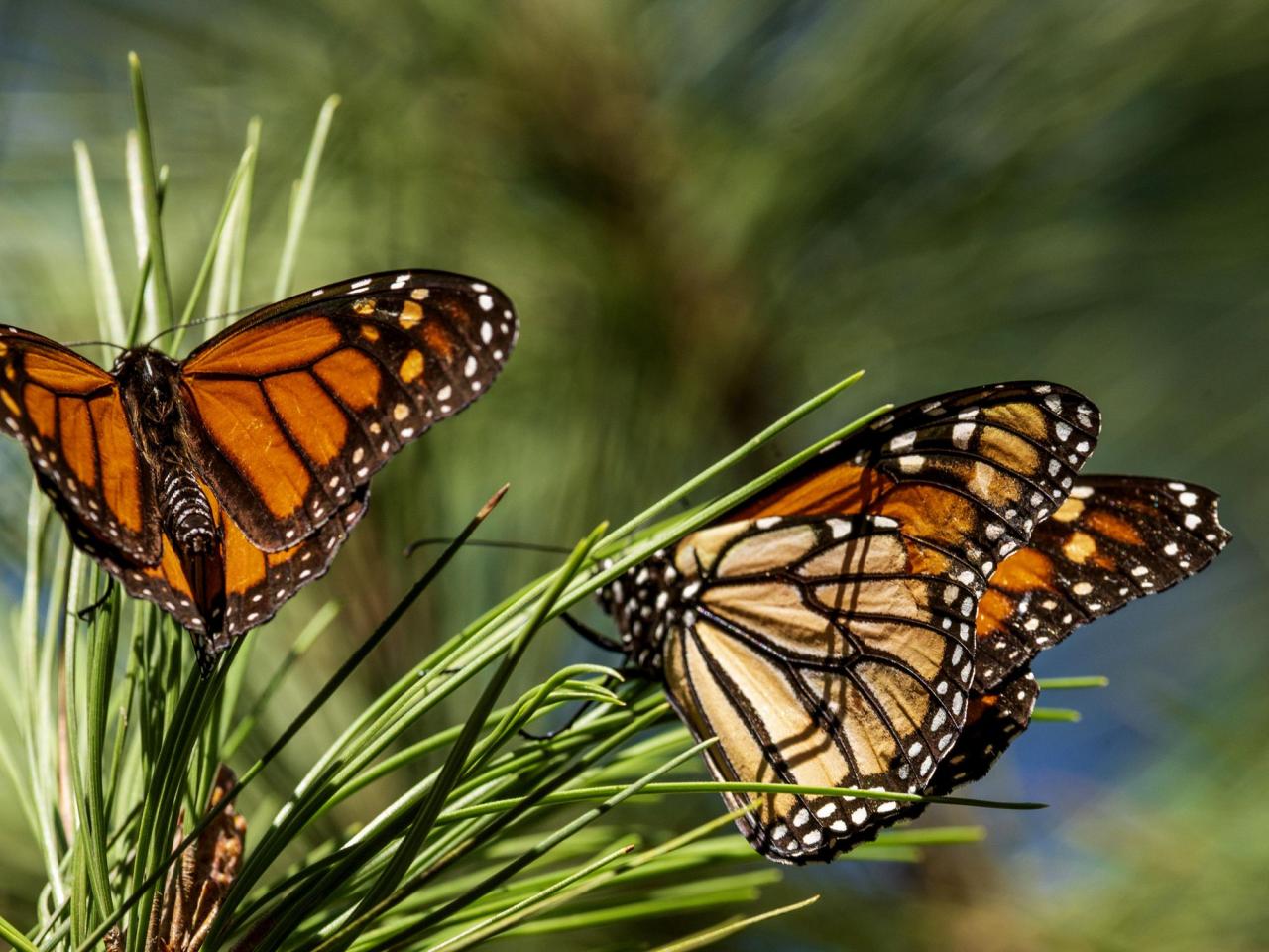 Last year, researchers reported a 30% decrease in the population of Western monarch butterflies overwintering in California.