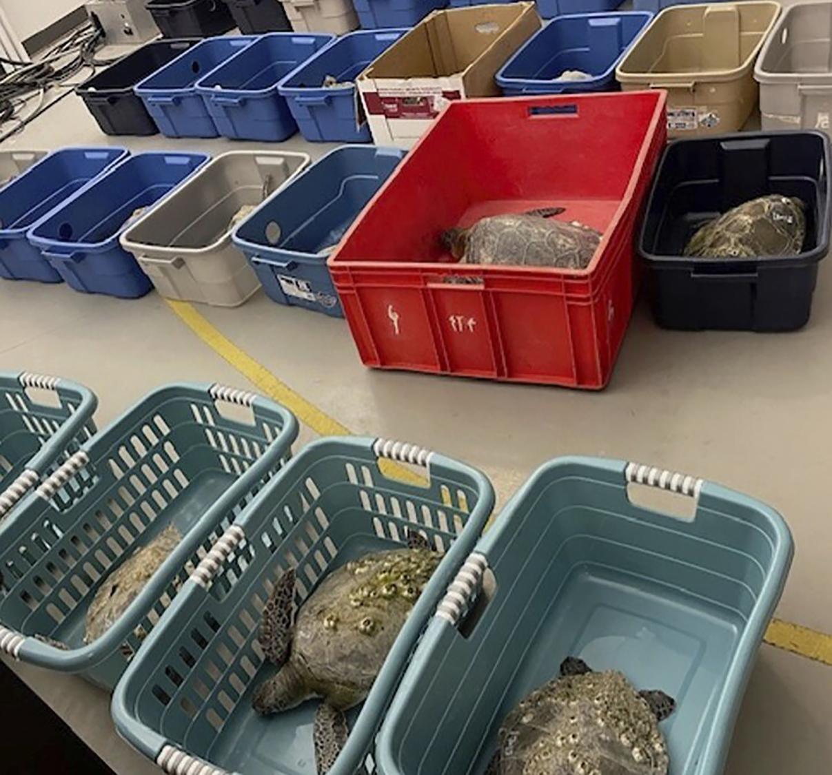 Numerous sea turtles in North Carolina perished due to being shocked by freezing temperatures.