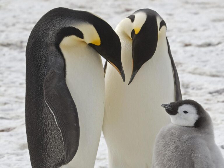 Researchers discover new emperor penguin communities in Antarctica.