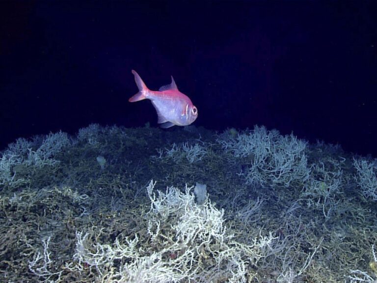 Scientists have successfully mapped the largest deep-sea coral reef to date, located off the coast of the United States in the Atlantic Ocean.