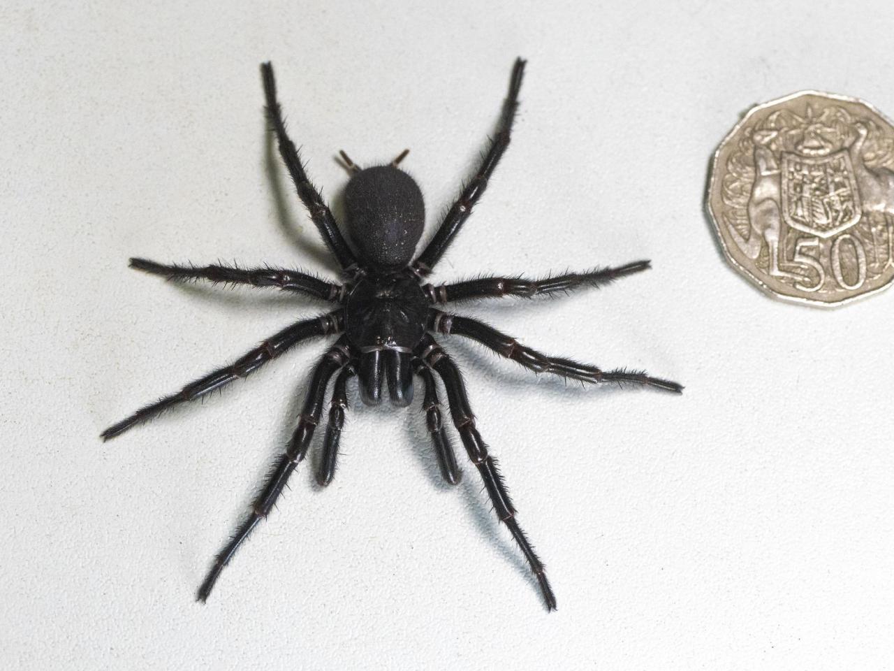 The biggest male example of the most poisonous spider in the world was discovered in Australia.