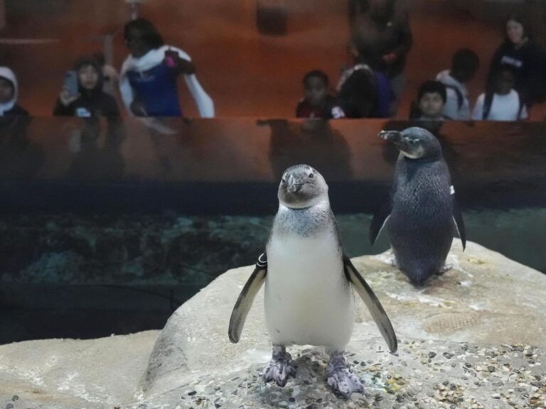 A large number of African penguin babies are born at a science museum in San Francisco.