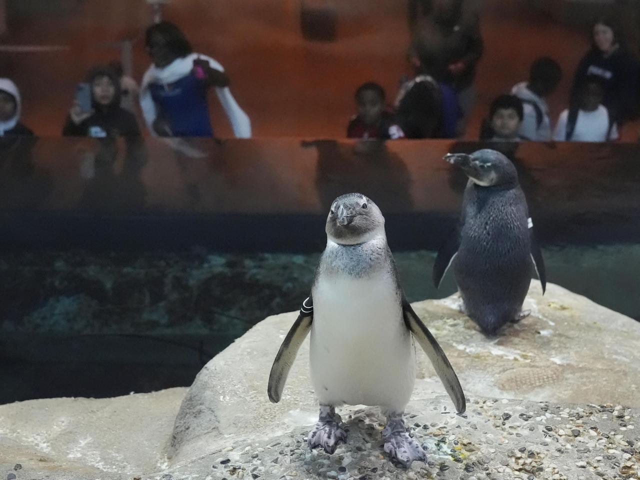 A large number of African penguin babies are born at a science museum in San Francisco.