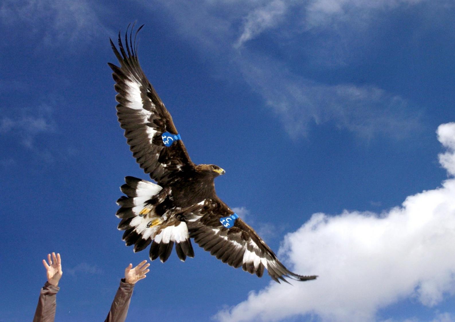 A man has agreed to confess to a "killing spree", wherein he targeted and killed eagles and other birds to collect feathers that were highly valued by tribes.