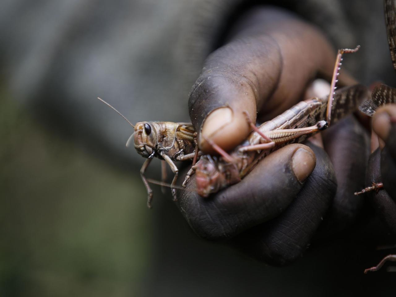 A recent study discovered that irregular weather patterns caused by climate change will exacerbate the severity of locust infestations.