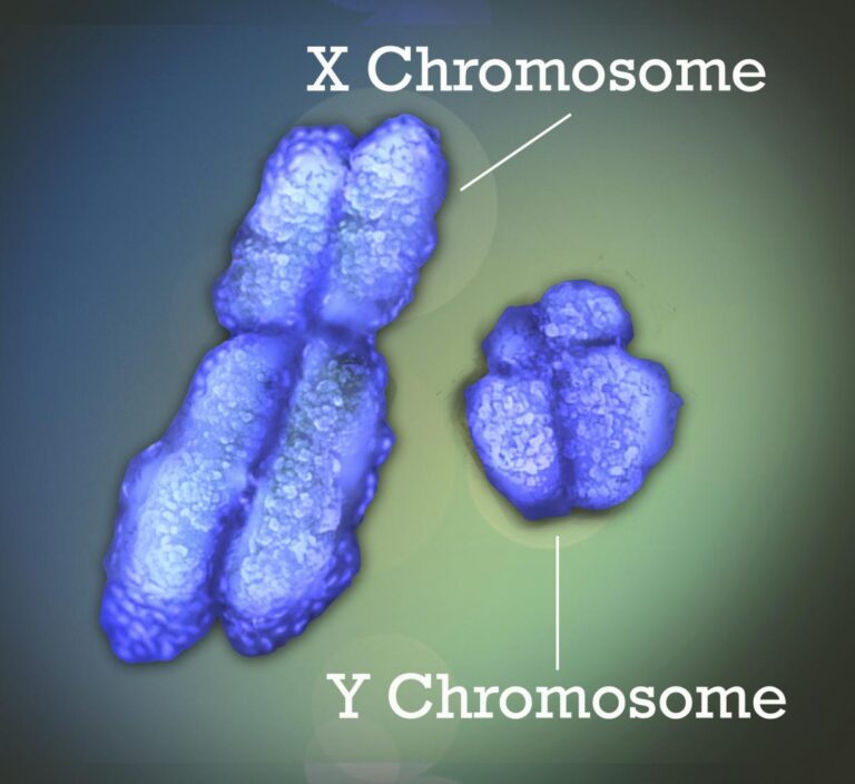 Autoimmune diseases, including lupus, affect a significantly higher number of women than men. Recent findings may provide insight into this disparity.