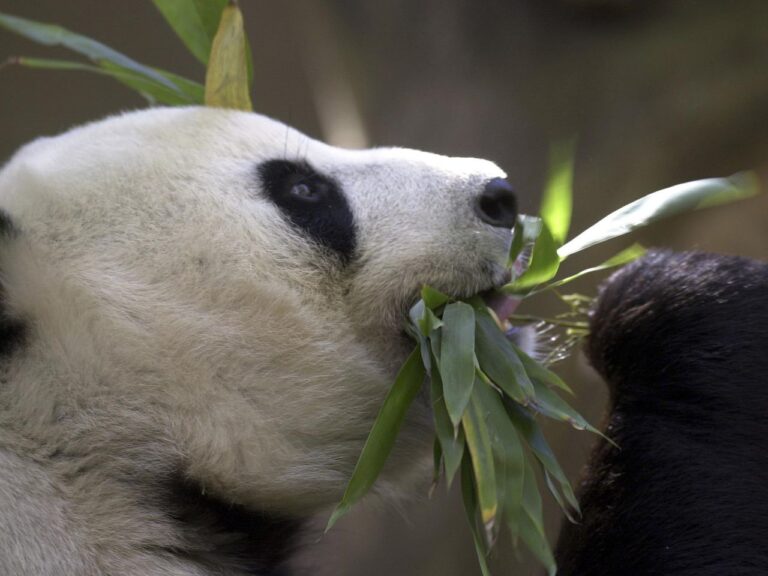 China has promised to provide two pandas to the San Diego Zoo, which are beloved and have black and white fur.