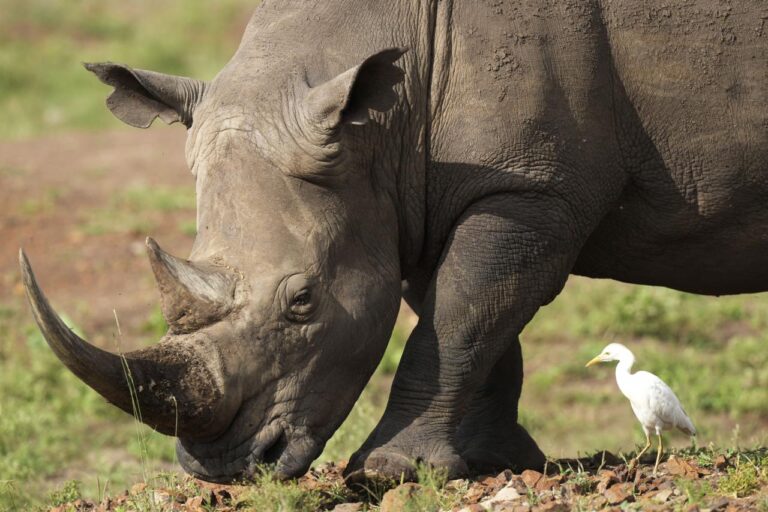 Decades after being wiped out by poachers, rhinos have been reintroduced to a plateau in central Kenya.