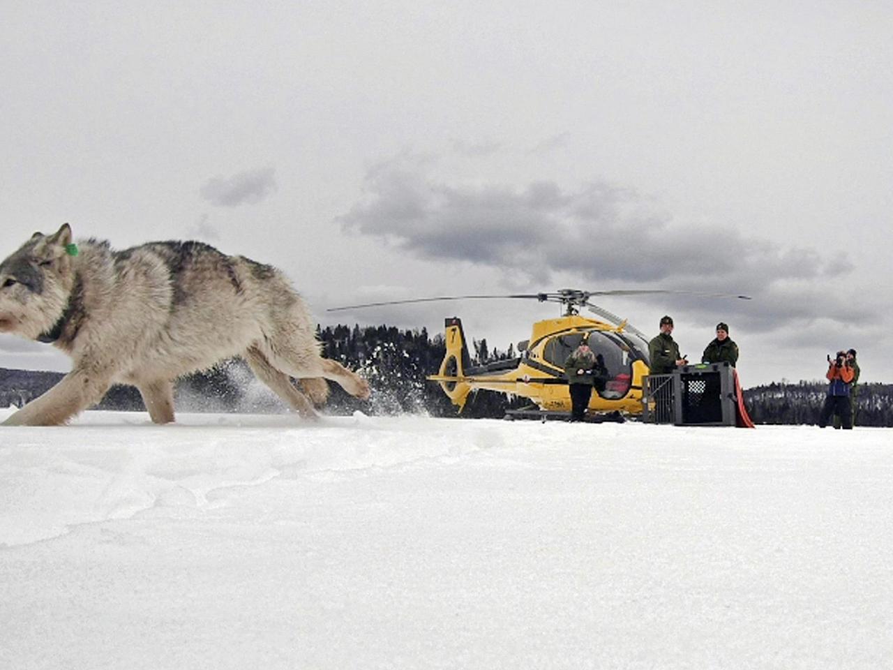 Due to the warm temperatures, park officials have had to halt the annual Isle Royale wolf count for the first time in decades.