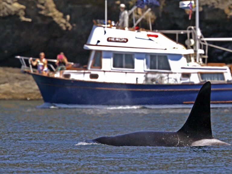 The Coast Guard in Seattle has implemented a boat alert system to ensure the safety of whales.