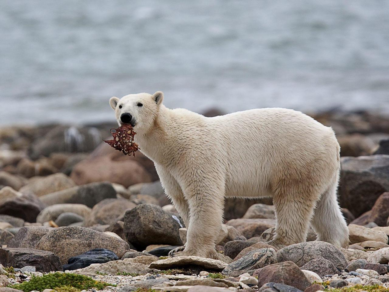 The diet of polar bears is negatively affected by climate change, putting them at risk.