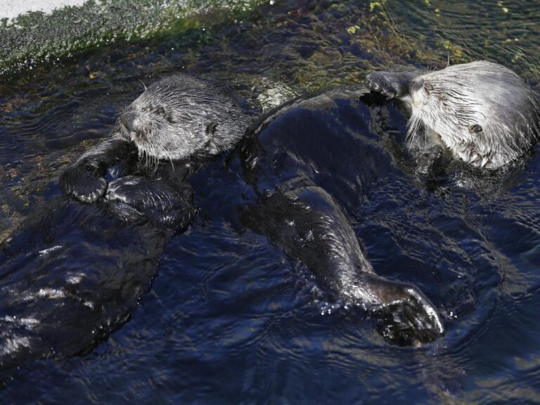 The famished sea otters are playing a role in preserving California's tidal wetlands from being worn away.