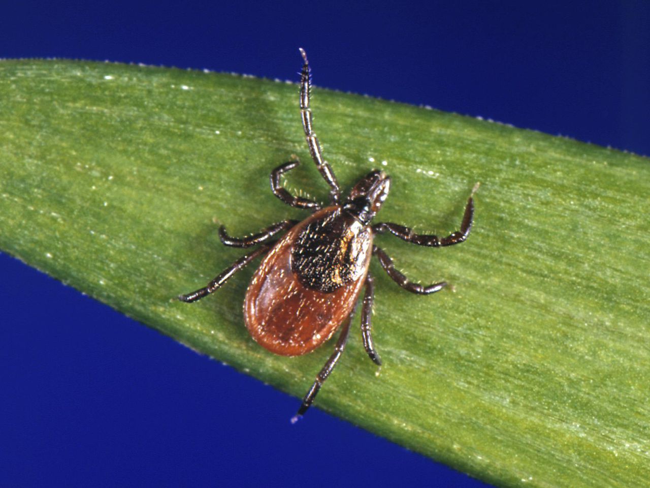 The number of reported cases of Lyme disease in the US increased by about 70% in 2022 as a result of a change in reporting methods.