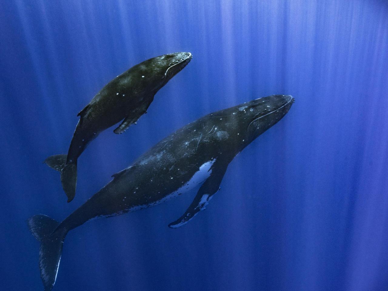 What is the mechanism behind whales' singing? Researchers attribute it to a unique vocal apparatus that is not found in other creatures.