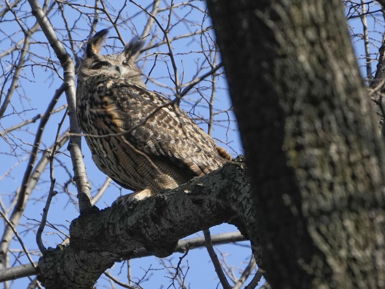 What was the cause of Flaco the owl's death? Scientists in New York are investigating toxins and diseases as potential factors.