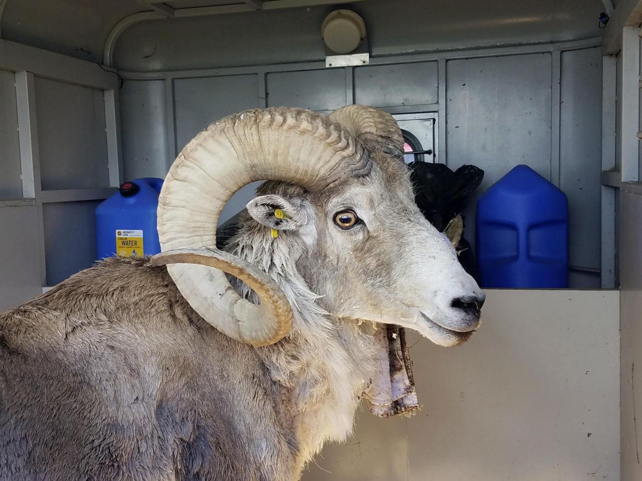 A man from Montana utilized tissues and reproductive organs from animals to produce large sheep for the purpose of selling them to hunting preserves.