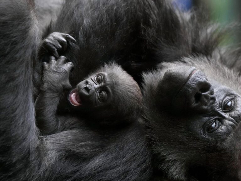 Baby gorilla cuddled by mother at London Zoo remains nameless