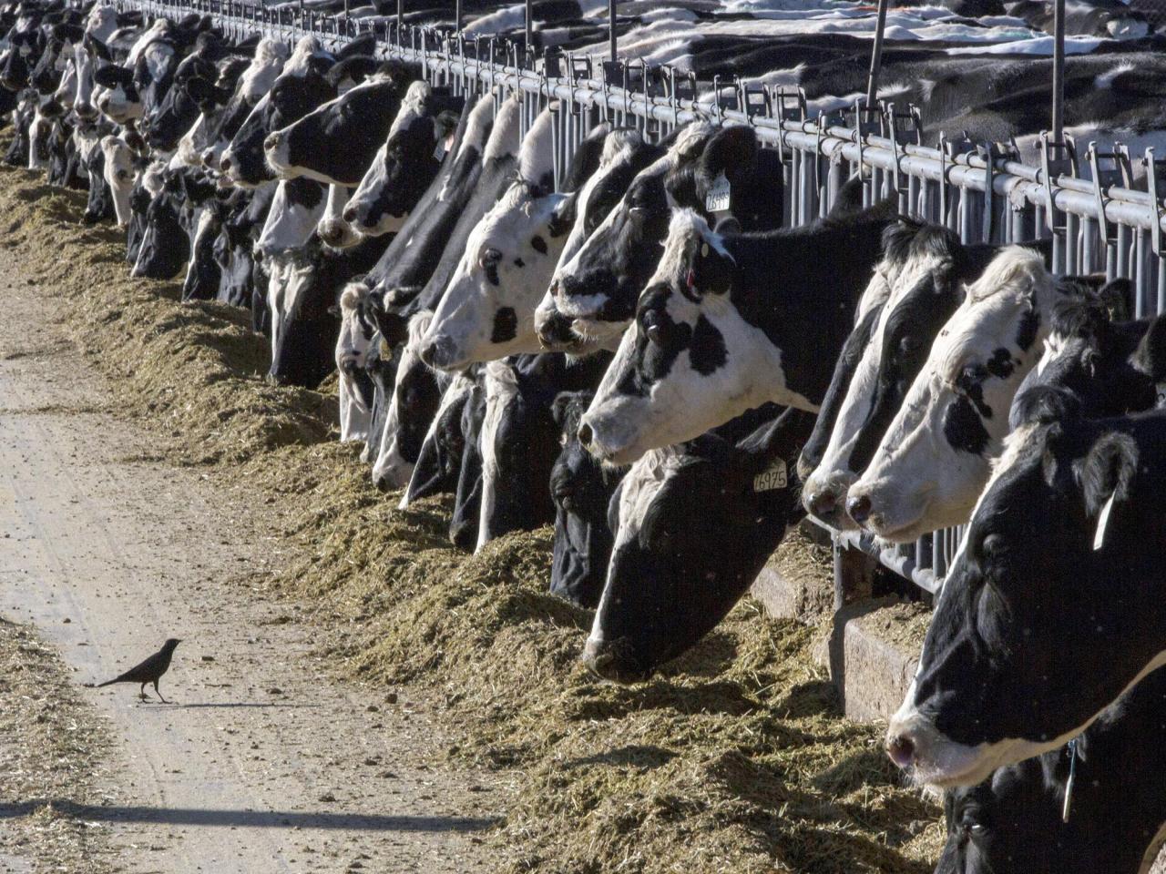 Bird flu detected in dairy cows in Texas and Kansas.