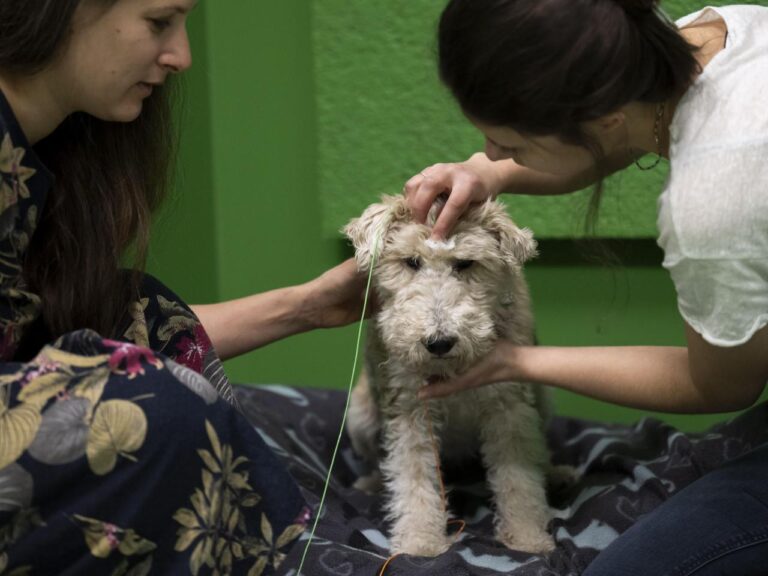 Does your dog understand when you say 'fetch the ball'? A new study in Hungary says yes