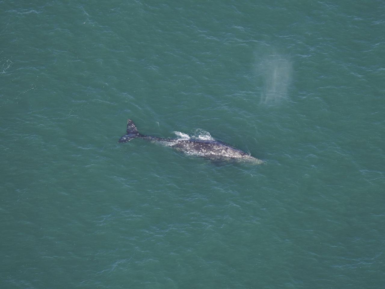 How is it possible that a whale typically found in the North Pacific has been spotted off the coast of New England? Climate change may be the determining factor.