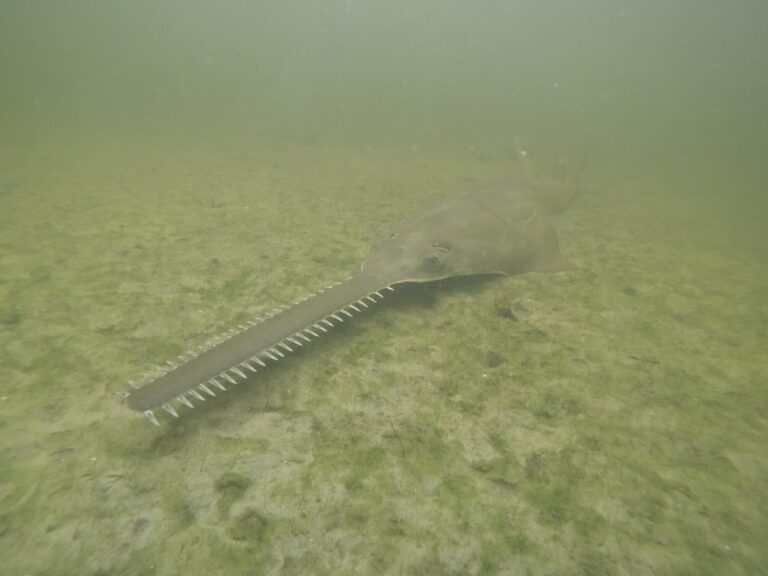 Sawfish are spinning, and dying, in Florida waters as rescue effort begins