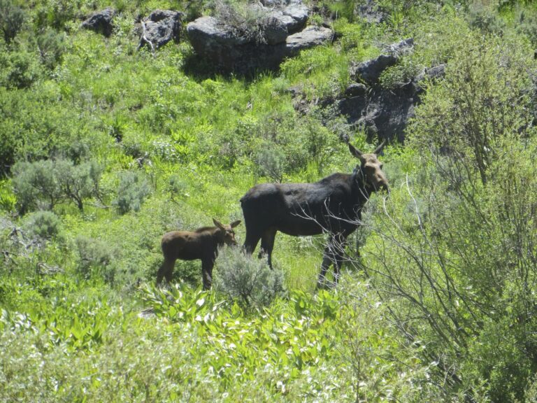 The initial large-scale moose hunting in Nevada will be limited due to the unconventional expansion to the south, which goes against expectations of climate change.