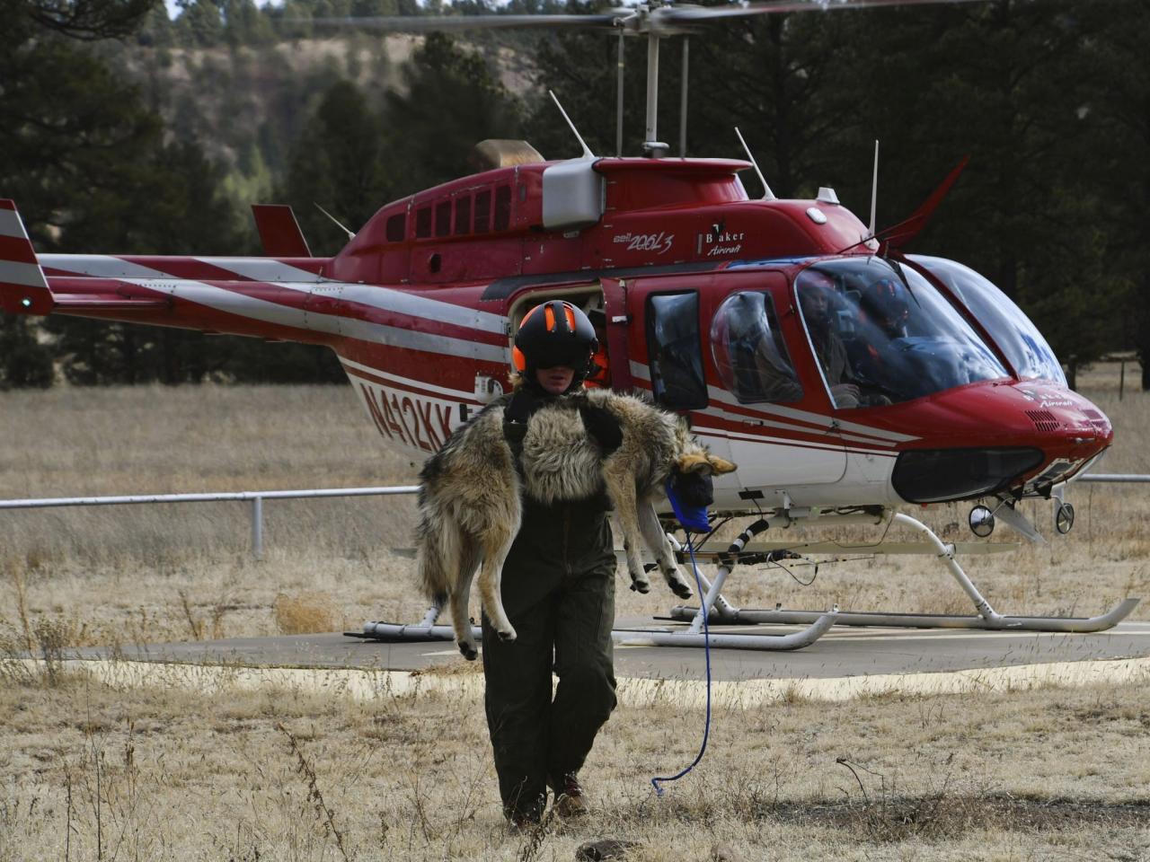 The population of Mexican gray wolves is increasing, however, the limited variety in their genetic makeup remains a significant danger.