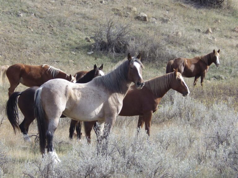 Wild horses facing removal in a North Dakota national park just got another strong ally: Congress