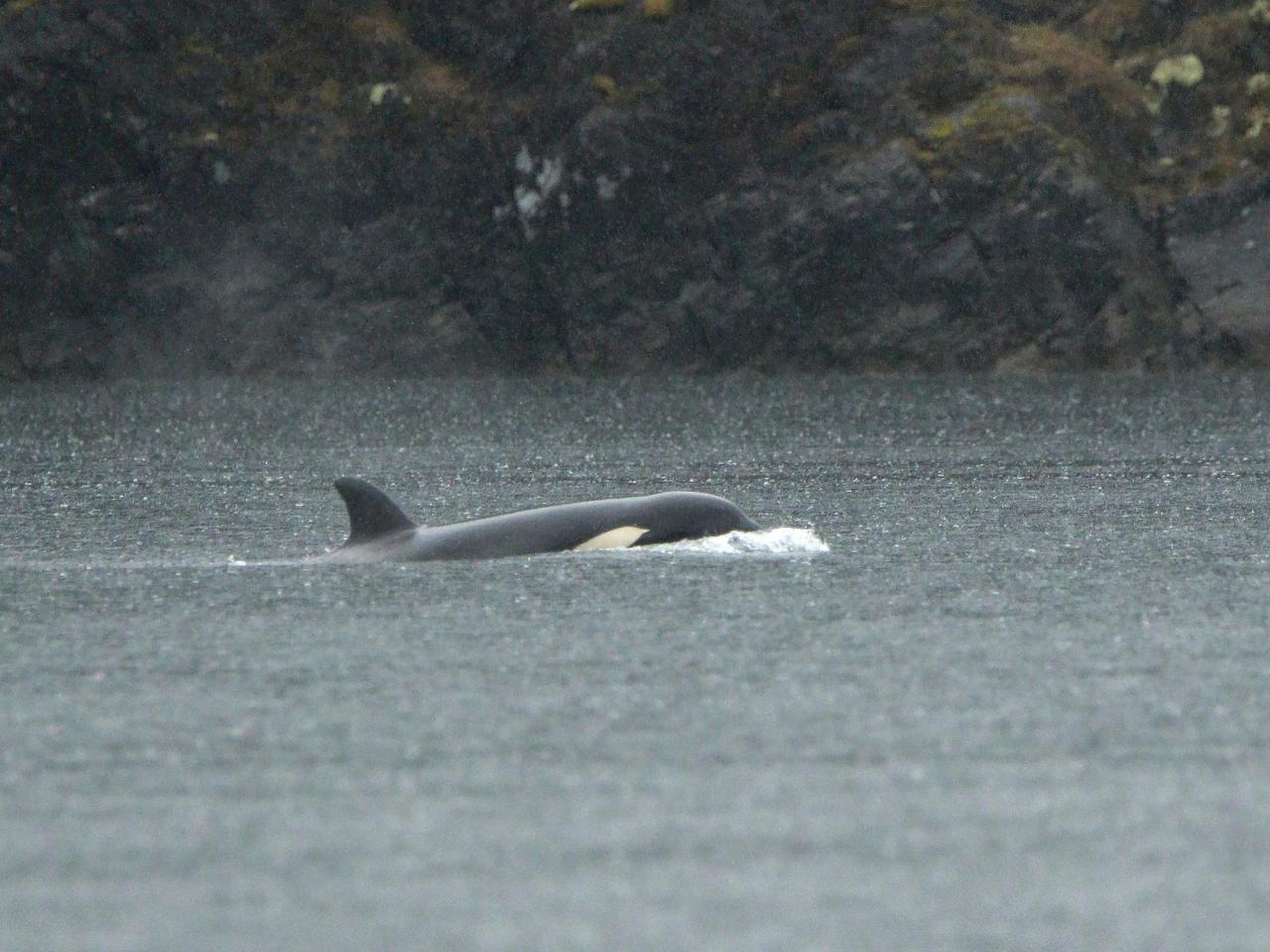 An orca calf stranded in a Canadian lagoon will be airlifted out to reunite with pod, rescuers say