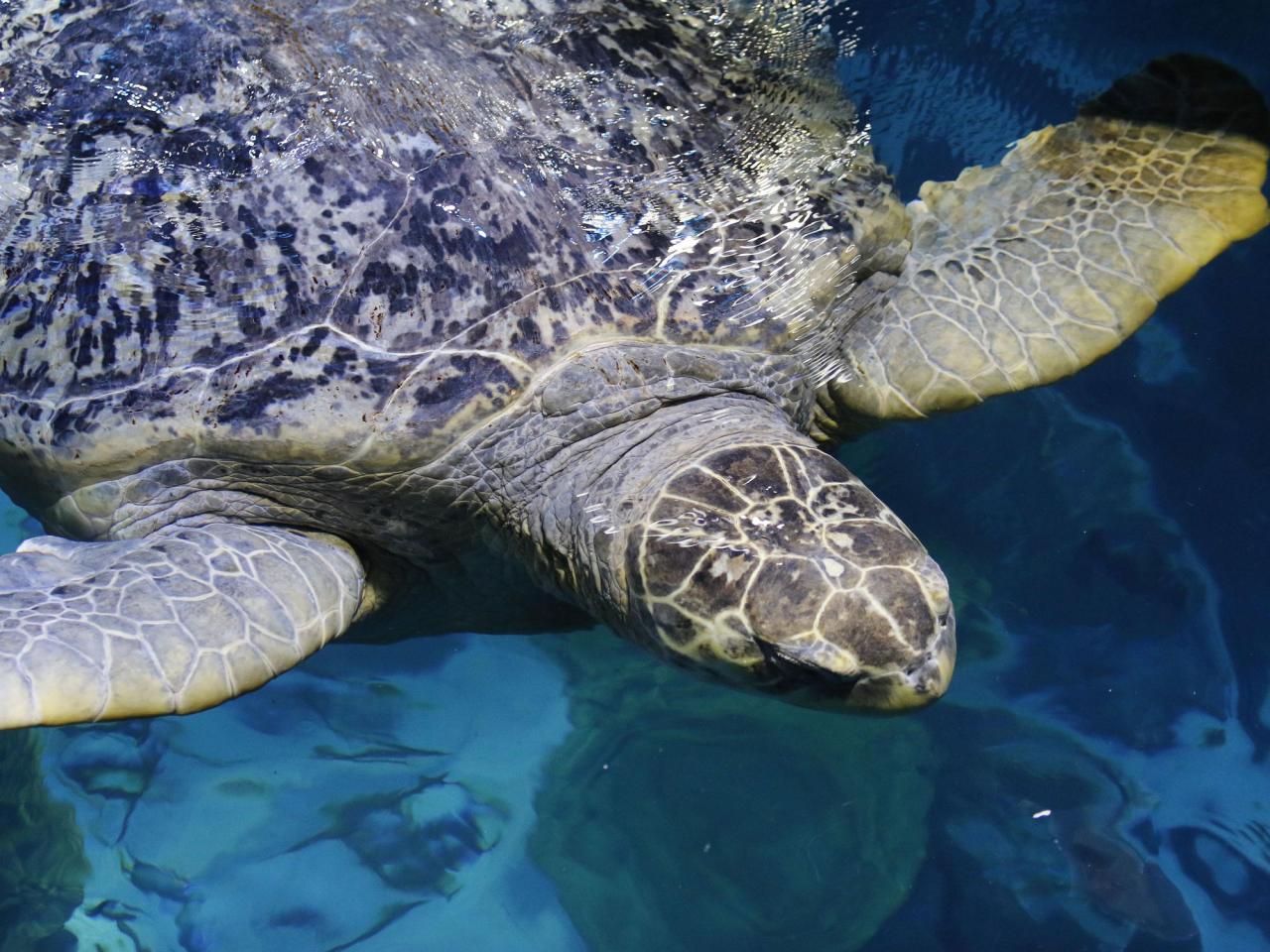 Ancient sea turtle housed at Boston aquarium for more than 50 years passes another physical