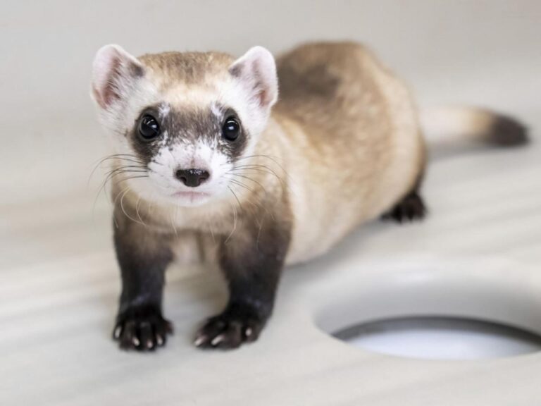 Cloning makes three: Two more endangered ferrets are gene copies of critter frozen in 1980s