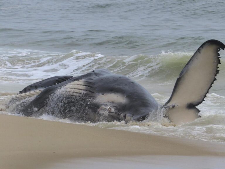 Dead whale in New Jersey had a fractured skull among numerous injuries, experts find