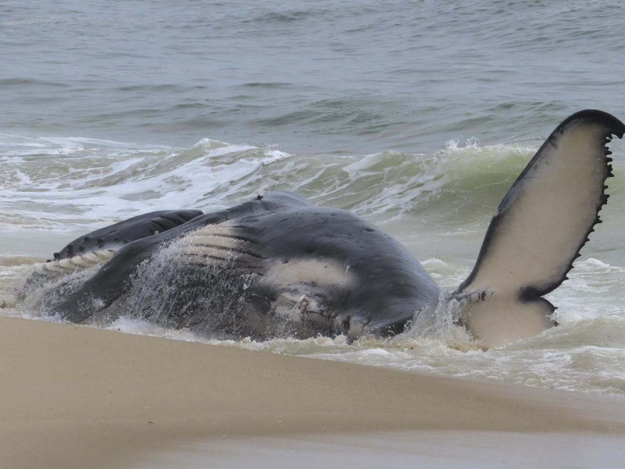 Dead whale in New Jersey had a fractured skull among numerous injuries, experts find