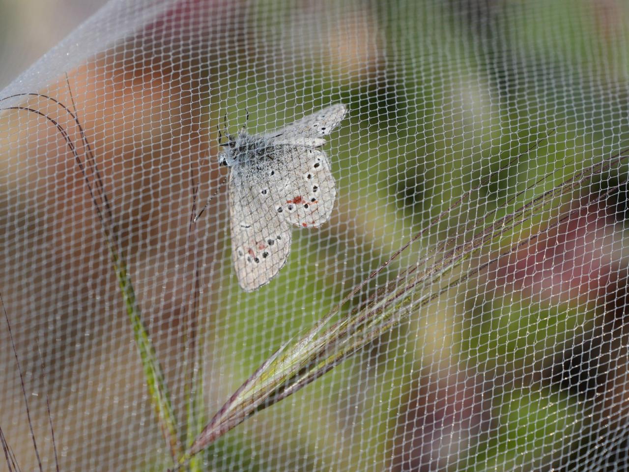 Decades after a US butterfly species vanished, a close relative is released to fill gap