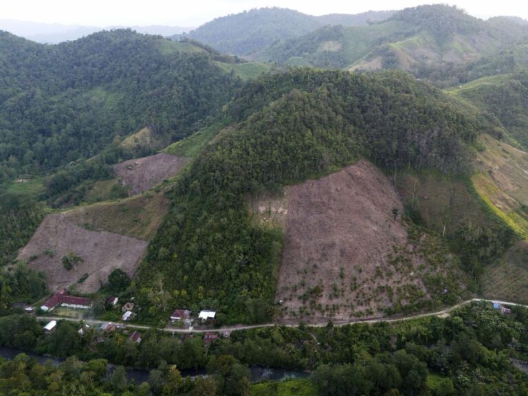 Deforestation in Indonesia spiked last year, but resources analyst sees better overall trend