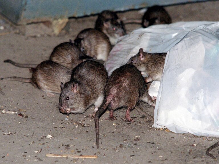 How brown rats crawled off ships and conquered North American cities