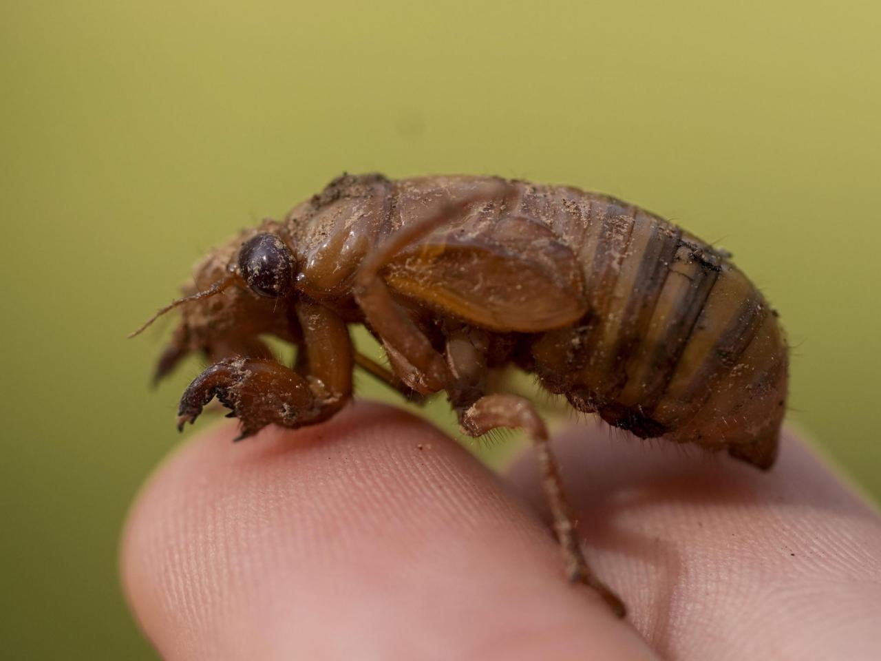 Invaders from underground are coming in cicada-geddon. It's the biggest bug emergence in centuries
