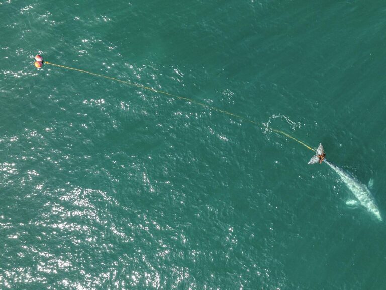 Rescuers search off Northern California coast for young gray whale entangled in gill net