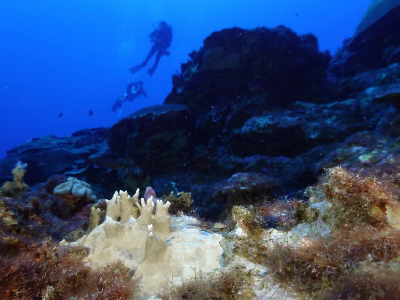 Scientists say coral reefs around the world are experiencing mass bleaching in warming oceans