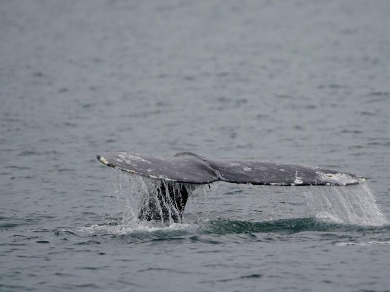 West Coast whale population recovers 5 years after hundreds washed up ashore