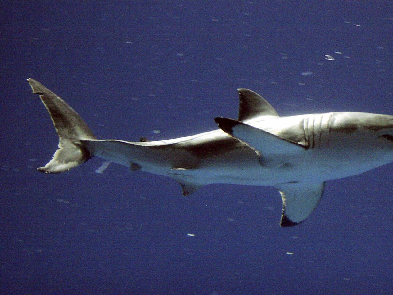 Beach weather is here and so are sharks. Scientists say it's time to look out for great whites