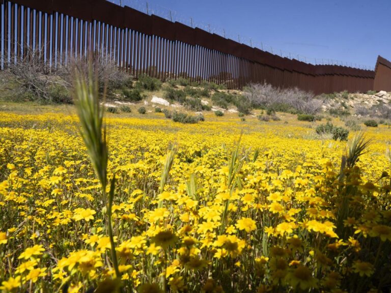 Botanists are scouring the US-Mexico border to document a forgotten ecosystem split by a giant wall