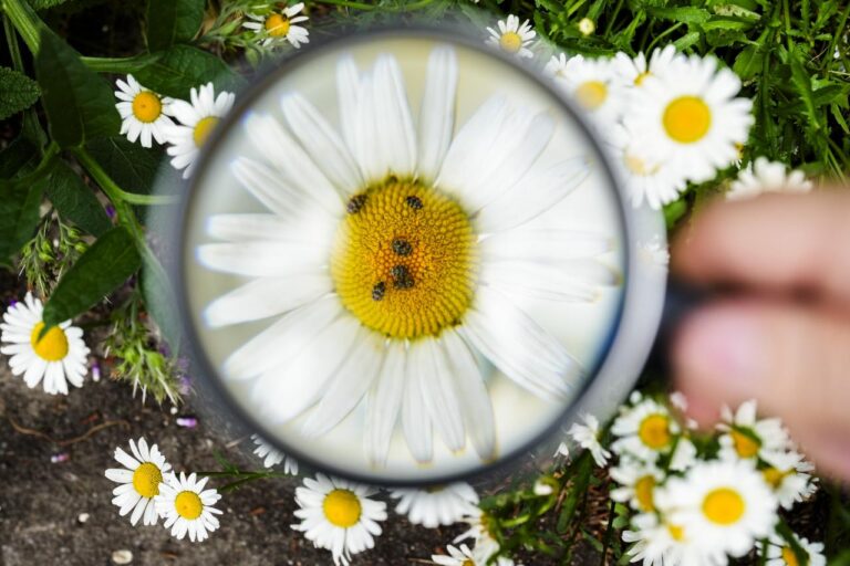 Butterflies, bees, bugs and more: The summer of insect-counting gets underway in Germany