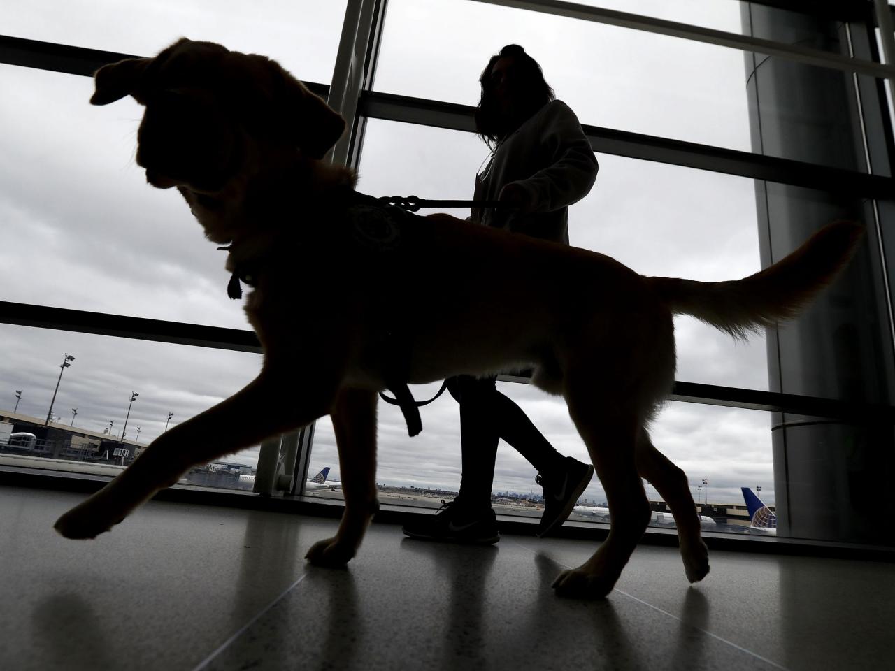 Dogs entering US must be 6 months old and microchipped to prevent spread of rabies, new rules say