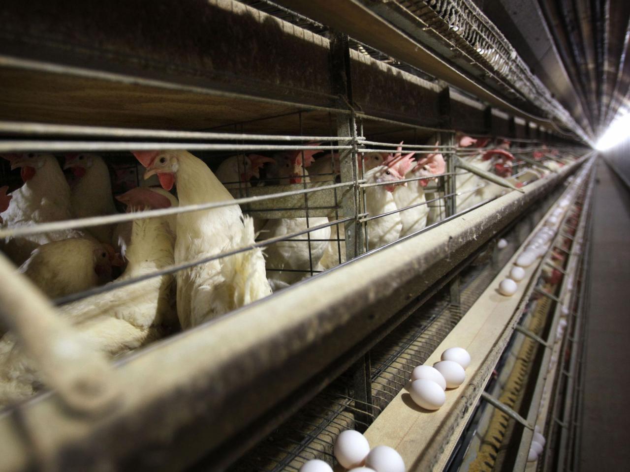 Farmers must kill 4.2 million chickens after bird flu hits Iowa egg farm