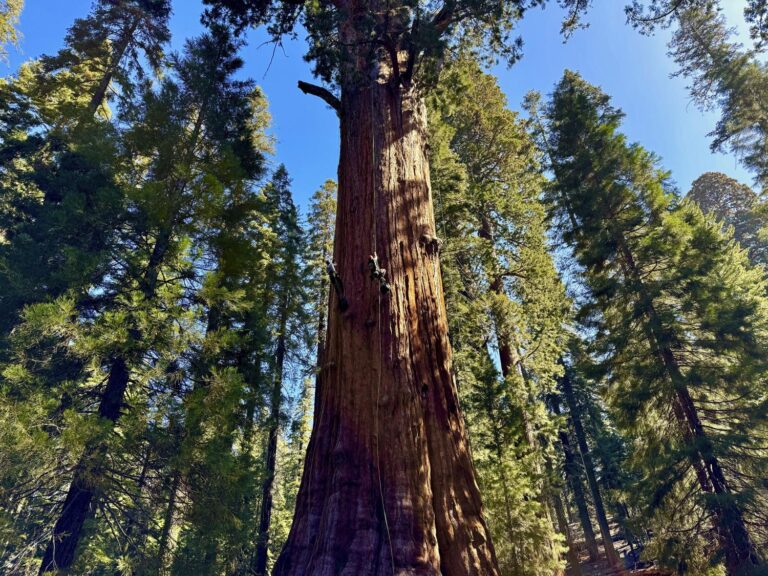 General Sherman passes health check but world's largest trees face growing climate threats